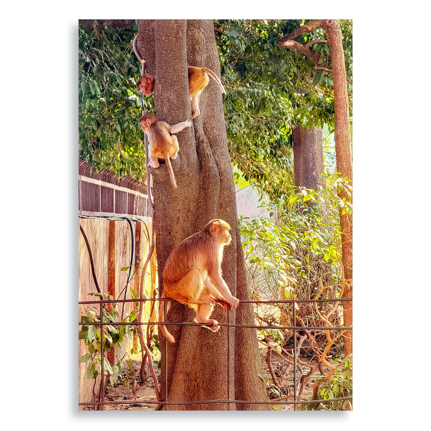 Oh, to Be a Monkey! - Aluminium Dibond Print