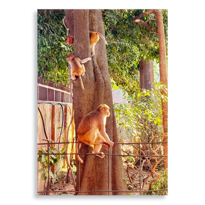 Oh, to Be a Monkey! - Aluminium Dibond Print
