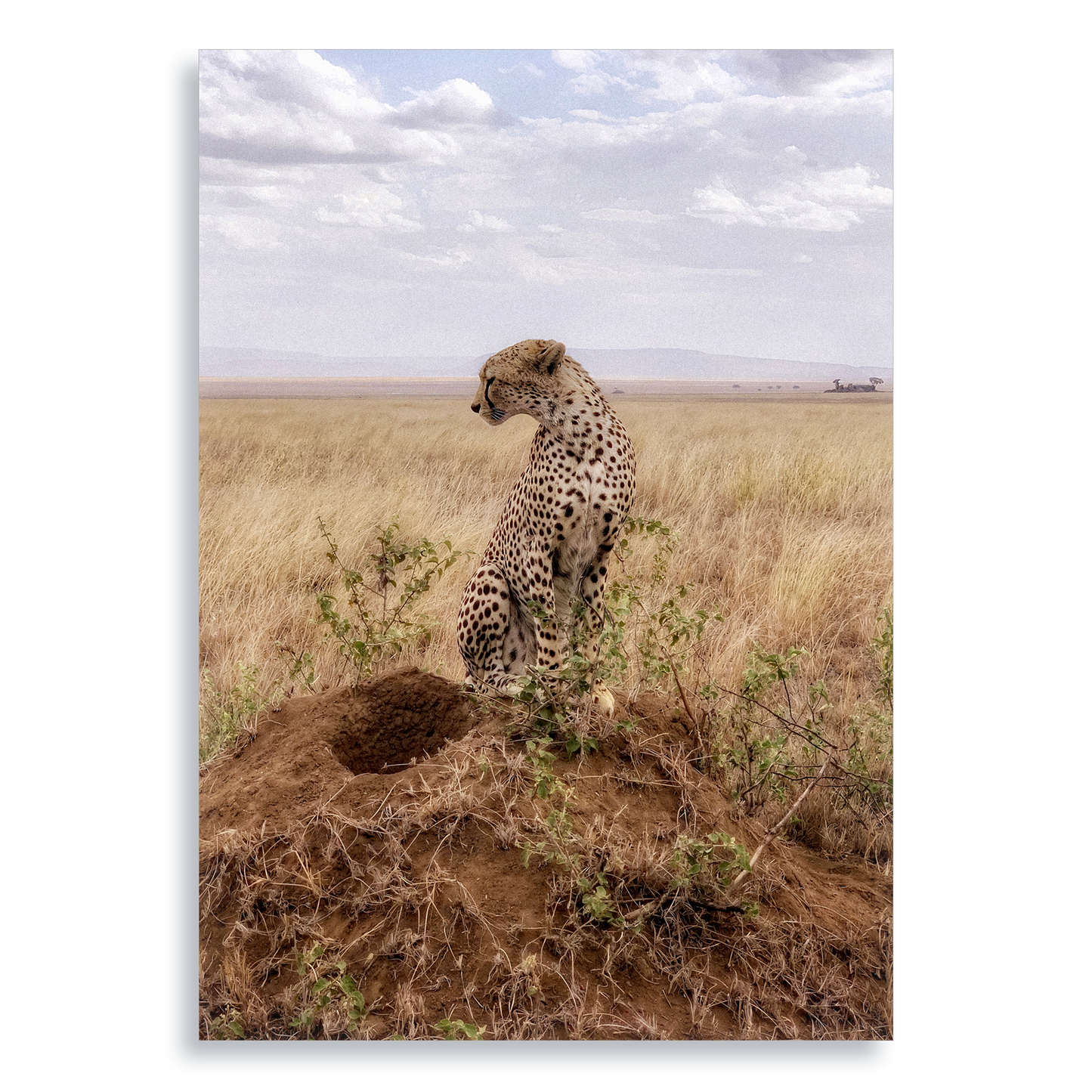 Cruel Suitor - Aluminium Dibond Print