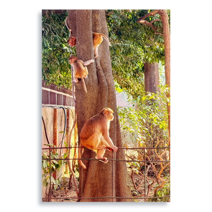 Oh, to Be a Monkey! - Aluminium Dibond Print