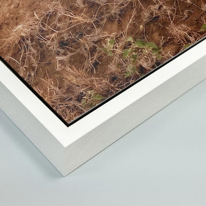 Cruel Suitor - Fine Art Print in Floating Frame