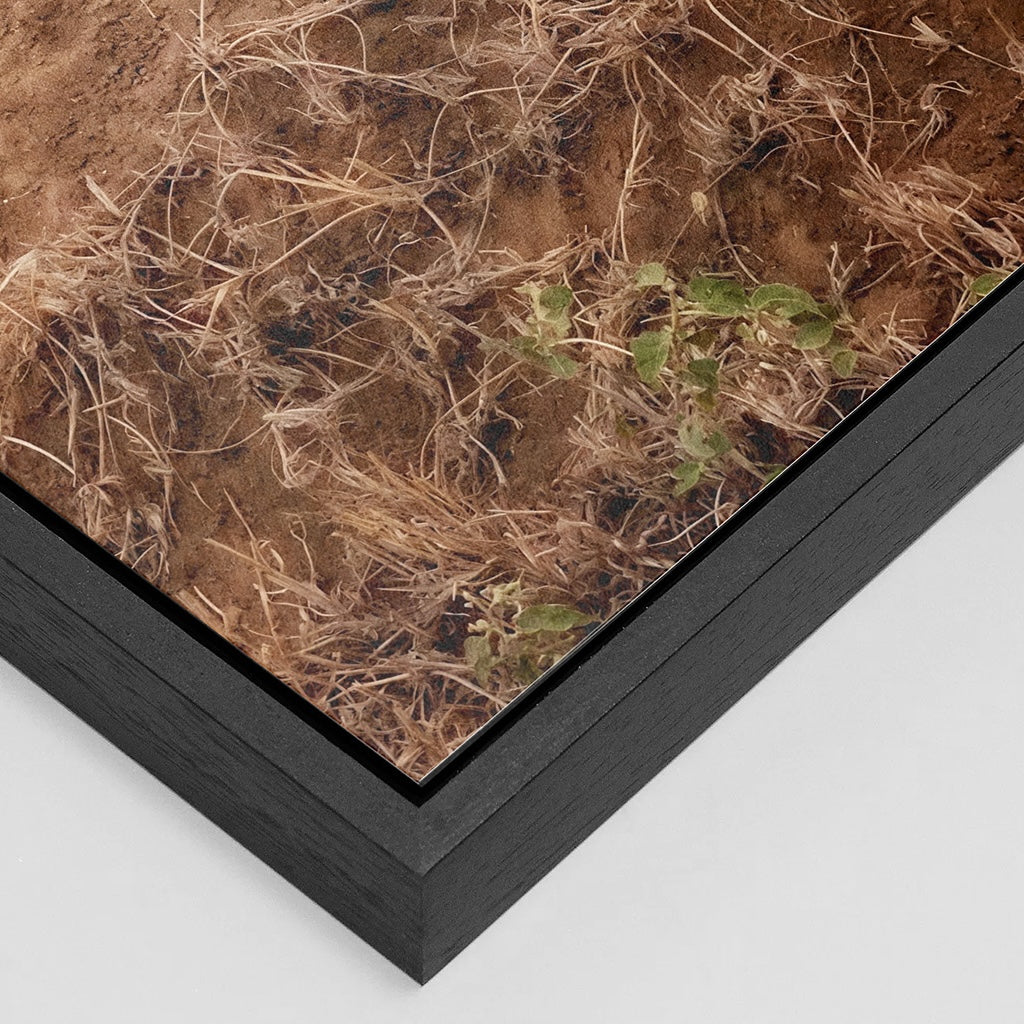 Cruel Suitor - Fine Art Print in Floating Frame