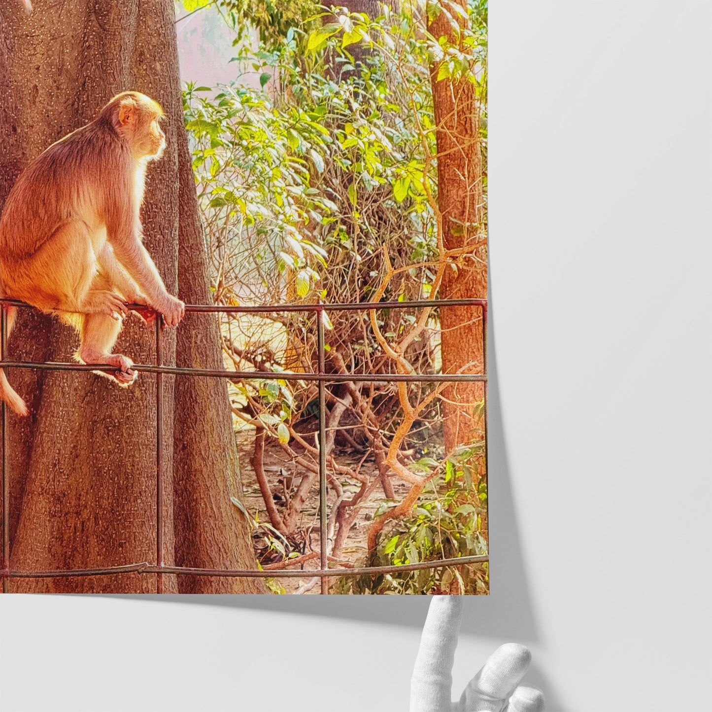 Oh, to Be a Monkey! - Fine Art Print