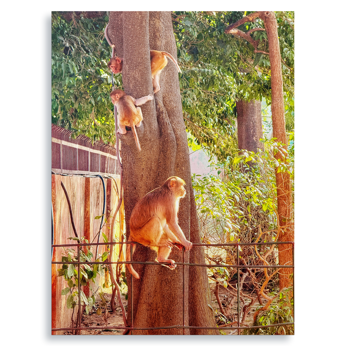 Oh, to Be a Monkey! - Fine Art Print
