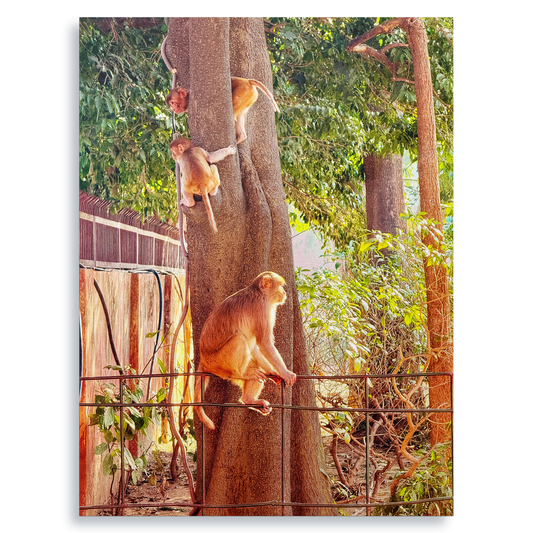 Oh, to Be a Monkey! - Fine Art Print