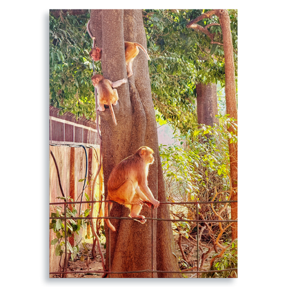 Oh, to Be a Monkey! - Fine Art Print
