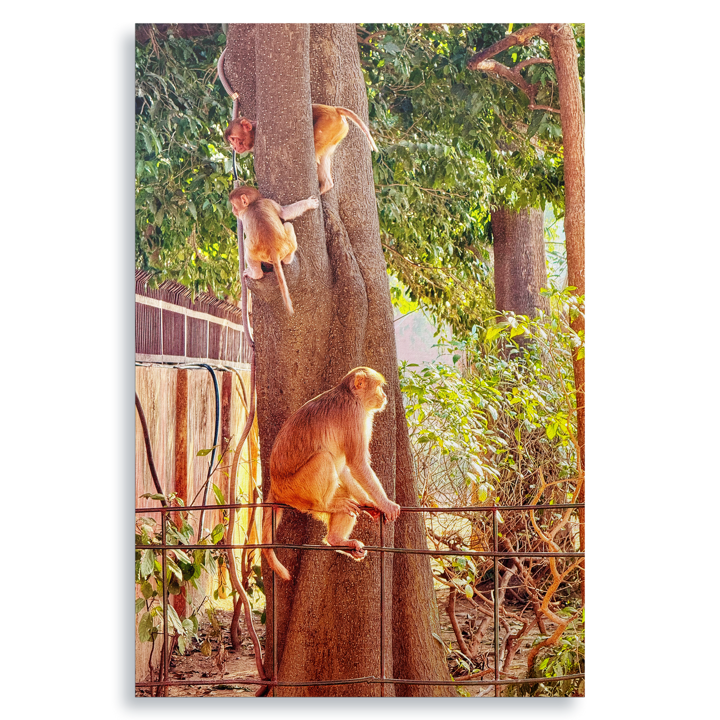 Oh, to Be a Monkey! - Fine Art Print