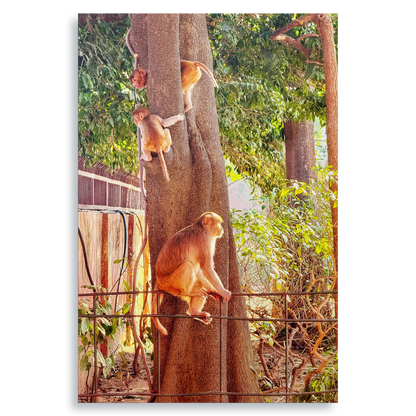 Oh, to Be a Monkey! - Fine Art Print