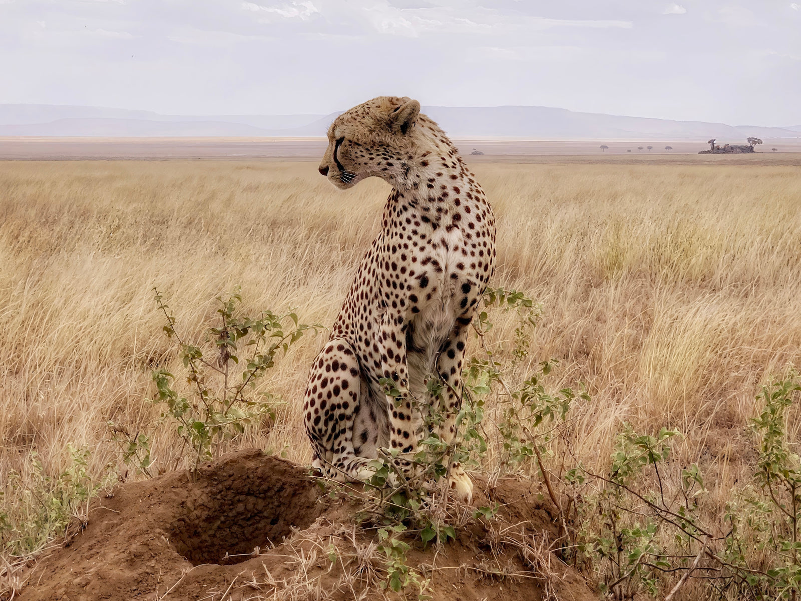 Cruel Suitor - Fine art print