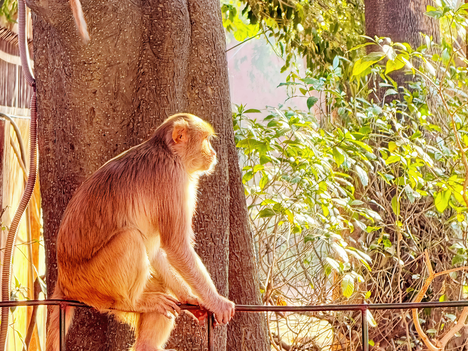 Oh, to Be a Monkey! - Fine art print