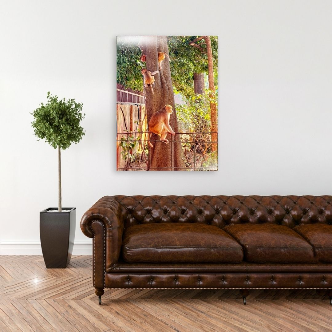 Oh, to Be a Monkey! - Acrylic Print